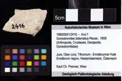 Foto (Objket + Etiketten) von Goniodromites bidentatus (Reuss, 1858) 